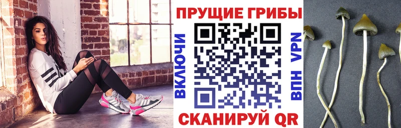 Галлюциногенные грибы ЛСД  где продают наркотики  Малая Вишера 